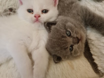 British Shorthair Blue, White 2 luni