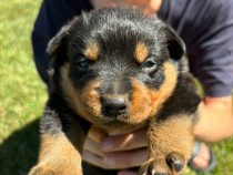 Puiuți de Rottweiler