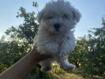 Pui Bichon Maltez