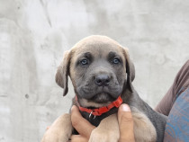 Cățeluși cane corso in căutare de stăpâni