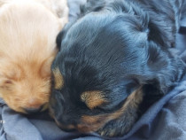 Puiuți cocker spaniel