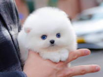 Pomeranian mini boo