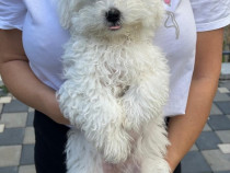 Bichon Maltez adorabili