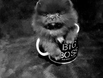 Pomeranian mini teacup