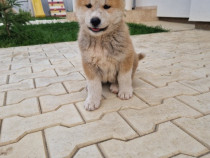 Akita inu cauta o familie noua