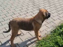 Cane Corso cu pedigree !