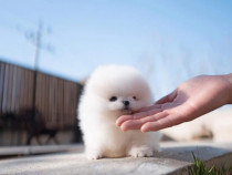 Pomeranian mini boo