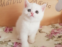 British shorthair pui superbi