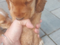 Puiuți cocker spaniel