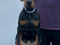 Doberman catelusi de vanzare