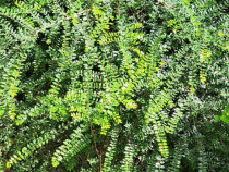 Lonicera pileata (Caprifoi târâtor) - planta tot anul verde in gradina