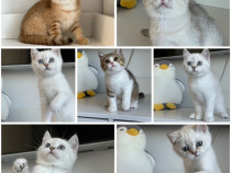 British Shorthair puisori superbi !!