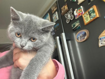 Pisica british shorthair