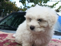 Catei Bichon Maltez albi