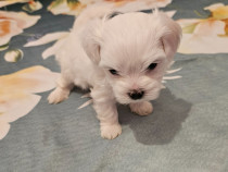 Bichon Maltez Mini Toy