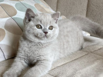 British shorthair lilla