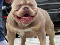 American bully pocket