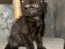 Baietel scottish fold