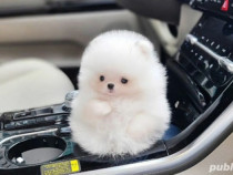 Pomeranian mini boo