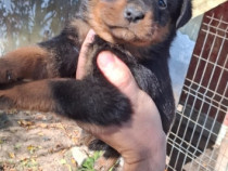 Câini rottweiler