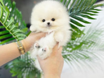 Pomeranian puppy asigur transportul in tara