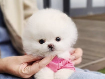 Pomeranian Teeacup Ursuleț