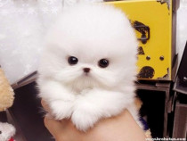 Pomeranian mini boo