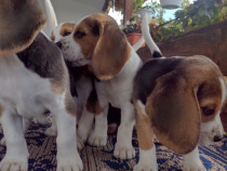 Beagle Tricolori