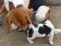 Beagle tricolor disponibili