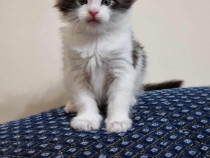 Maine coon superb