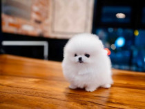 Pomeranian teeacup ursulet