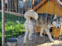 Ofer spre donaţie caine femela husky.