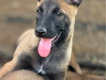 Ciobanesc Belgian Malinois