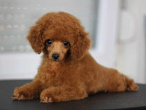 Căței Toy Poodle de Vânzare