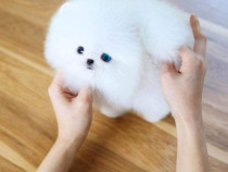 Pomeranian mini boo