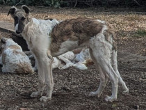 Pui de Ogar Rusesc/ Barzoi