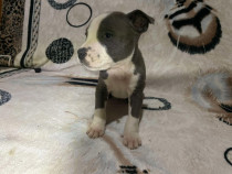 Pui Amstaff Blue