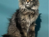 Maine coon superb