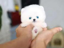 Pomeranian boo teeacup