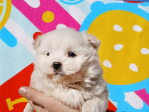 Pui Bichon Maltez mascul superb