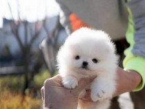 Pomeranian boo miniatura