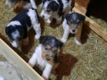 Fox Terrier Sârmos