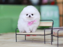 Pomeranian alb mini ca zapada