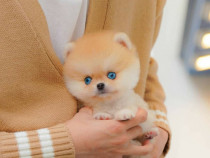 Raritate pomeranian mini boo