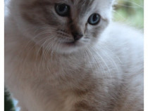 Pui pisica British Shorthair Colorpoint