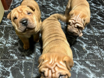 Căței din rasa Shar-Pei