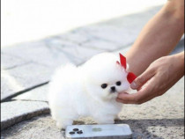 Pomeranian boo miniatura