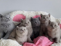 British shorthair băieței și fetițe