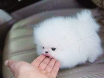 Pomeranian mini teacup adevarat