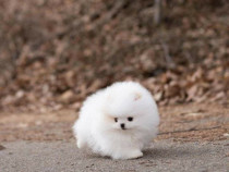 Pomeranian BOO mini toy